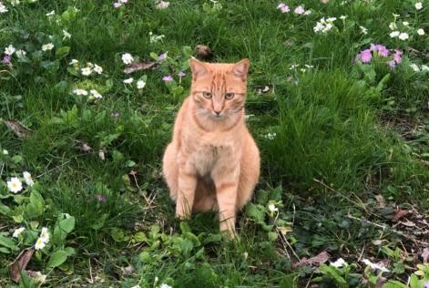 Verdwijningsalarm Kat Mannetje , 2 jaar L'Haÿ-les-Roses Frankrijk