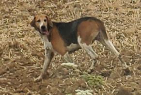 Ontdekkingsalarm Hond rassenvermenging Onbekend Charost Frankrijk