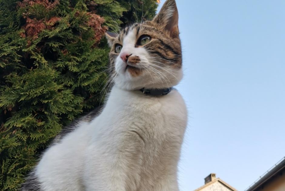 Verdwijningsalarm Kat Mannetje , 4 jaar La Rippe Zwitserland