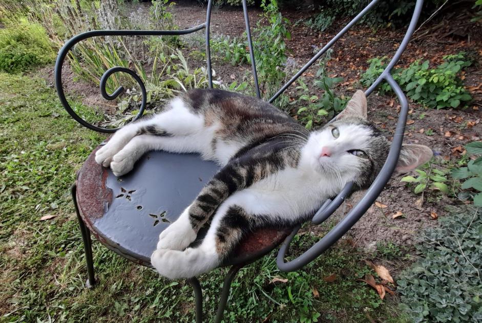 Ontdekkingsalarm Kat Mannetje Lanloup Frankrijk