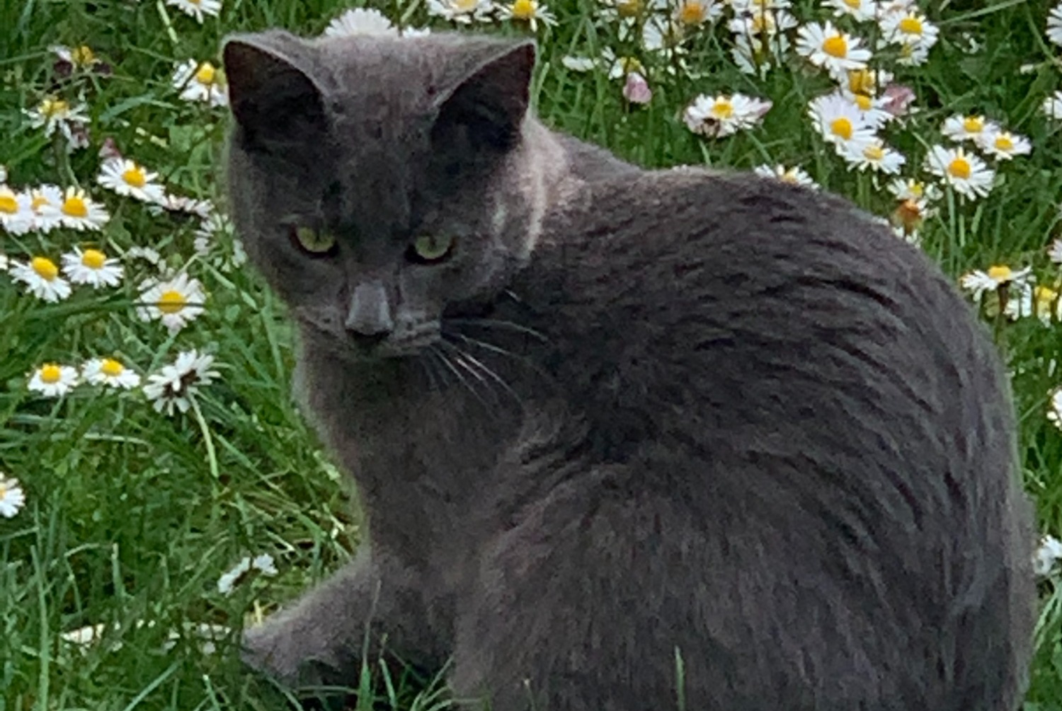 Verdwijningsalarm Kat  Mannetje , 3 jaar Le Perrier Frankrijk