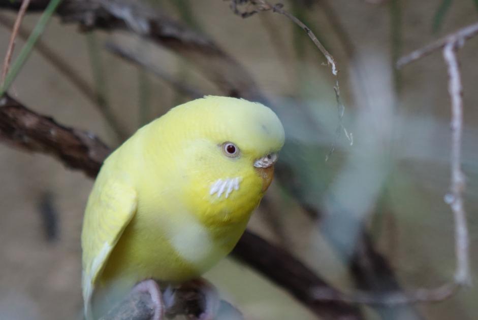 Ontdekkingsalarm Vogel Vrouwtje La Tour-sur-Orb Frankrijk