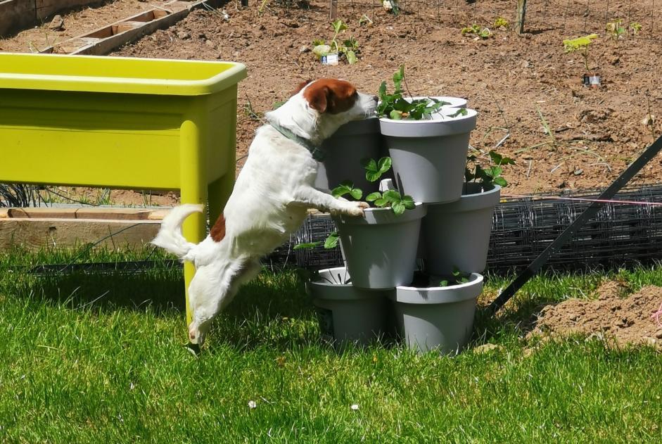 Verdwijningsalarm Hond  Mannetje , 7 jaar Bézancourt Frankrijk