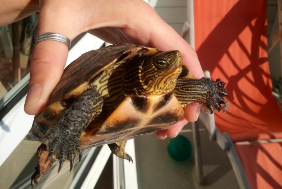 Ontdekkingsalarm Schildpad Onbekend Neuville-sur-Sarthe Frankrijk