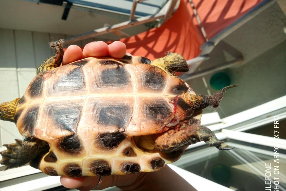 Ontdekkingsalarm Schildpad Onbekend Neuville-sur-Sarthe Frankrijk