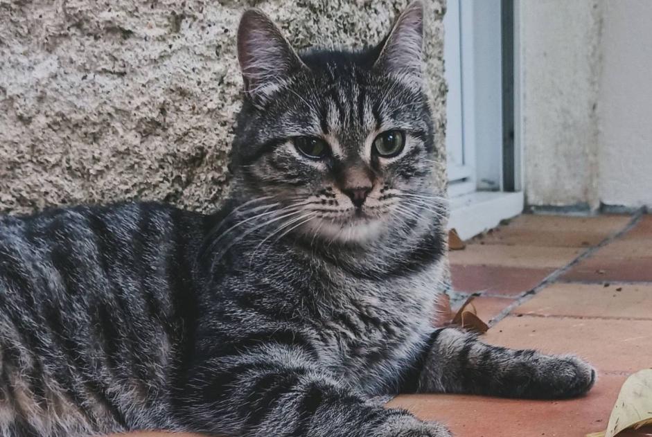 Verdwijningsalarm Kat  Mannetje , 1 jaar Niort Frankrijk