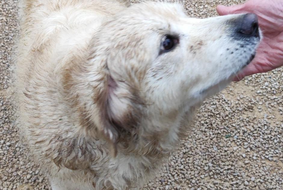 Ontdekkingsalarm Hond  Vrouwtje La Salle Frankrijk