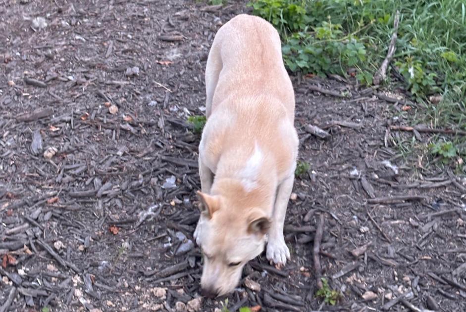 Verdwijningsalarm Hond  Mannetje , 1 jaar Polaincourt-et-Clairefontaine Frankrijk