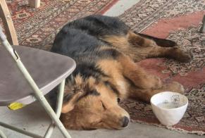 Ontdekkingsalarm Hond Mannetje Notre-Dame-de-la-Mer Frankrijk