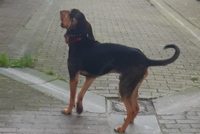 Ontdekkingsalarm Hond Onbekend Lille Frankrijk