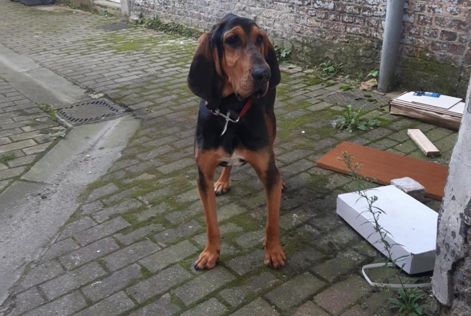 Ontdekkingsalarm Hond Onbekend Lille Frankrijk