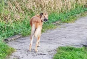 Ontdekkingsalarm Hond Onbekend Choulex Zwitserland