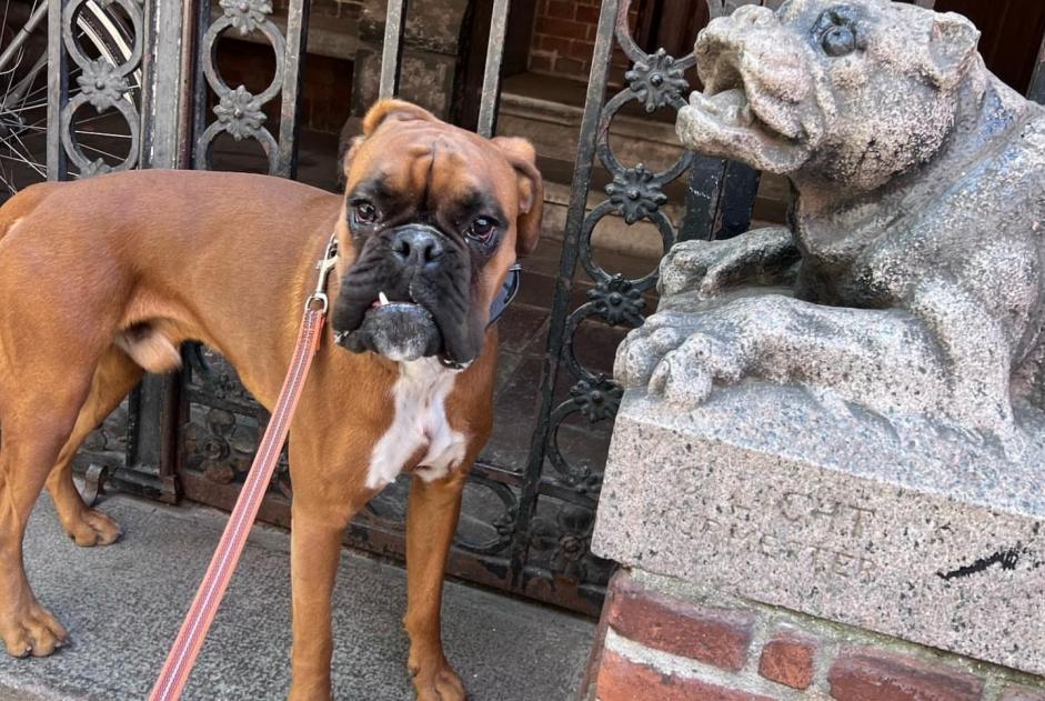 Verdwijningsalarm Hond  Mannetje , 3 jaar Lutry Zwitserland