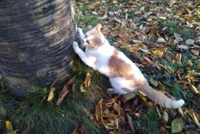 Verdwijningsalarm Kat Mannetje , 16 jaar Chaudfontaine België