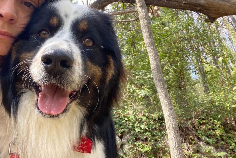 Verdwijningsalarm Hond  Mannetje , 2 jaar Tourrettes-sur-Loup Frankrijk