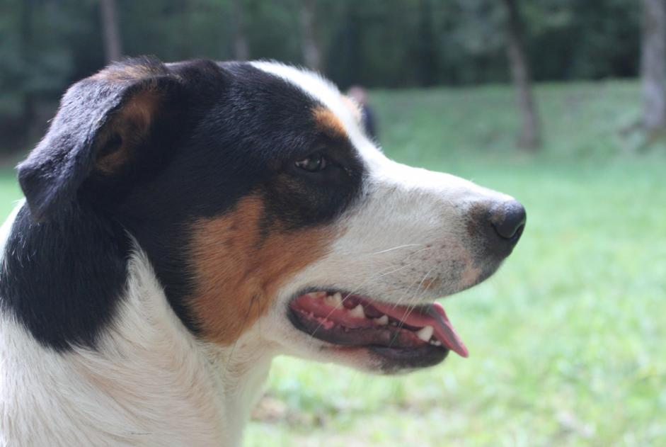 Verdwijningsalarm Hond rassenvermenging Mannetje , 8 jaar Pampelonne Frankrijk