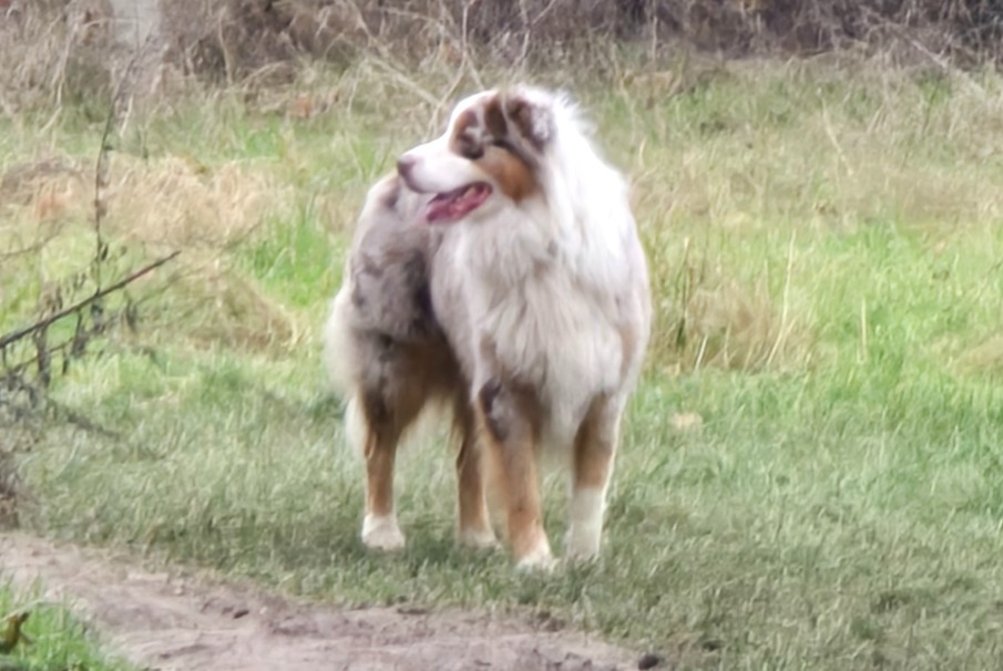 Ontdekkingsalarm Hond  Onbekend Vincennes Frankrijk