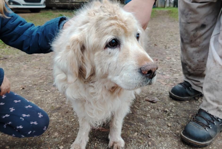 Ontdekkingsalarm Hond  Mannetje Chey Frankrijk