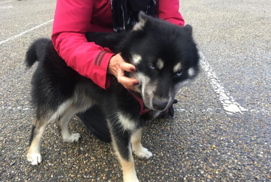 Ontdekkingsalarm Hond  Mannetje Pavezin Frankrijk