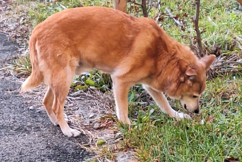 Ontdekkingsalarm Hond Mannetje Hauterive Zwitserland