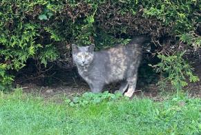 Ontdekkingsalarm Kat Vrouwtje La Roche-sur-Yon Frankrijk