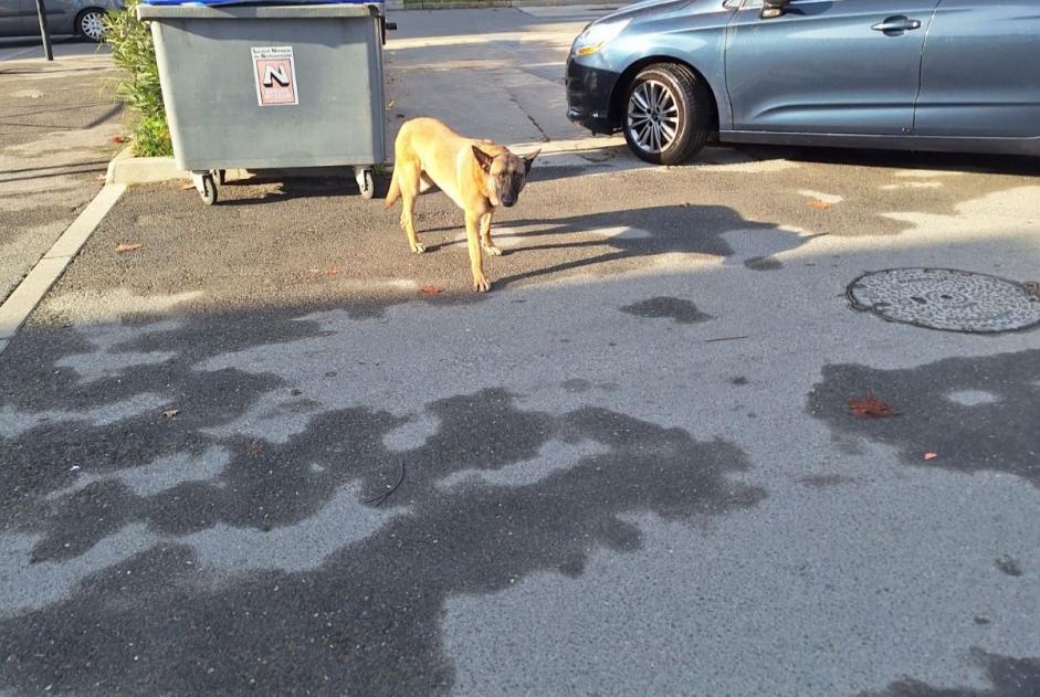 Ontdekkingsalarm Hond  Mannetje Nîmes Frankrijk