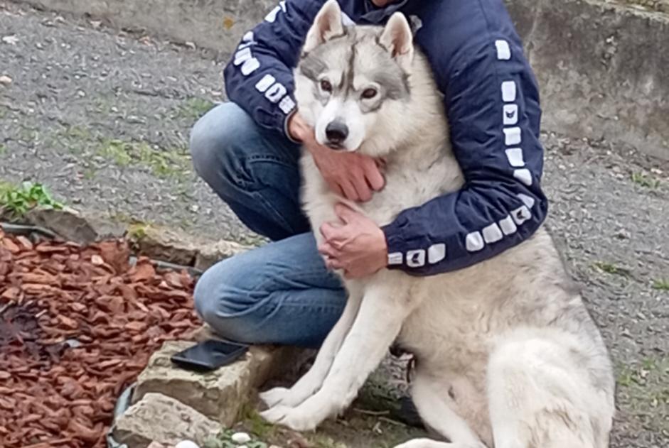 Verdwijningsalarm Hond  Mannetje , 7 jaar Desertines Frankrijk