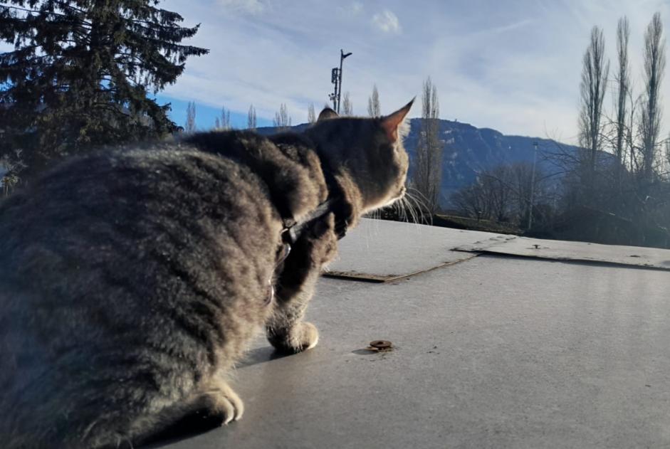 Verdwijningsalarm Kat Mannetje , 1 jaar Chêne-Bourg Zwitserland