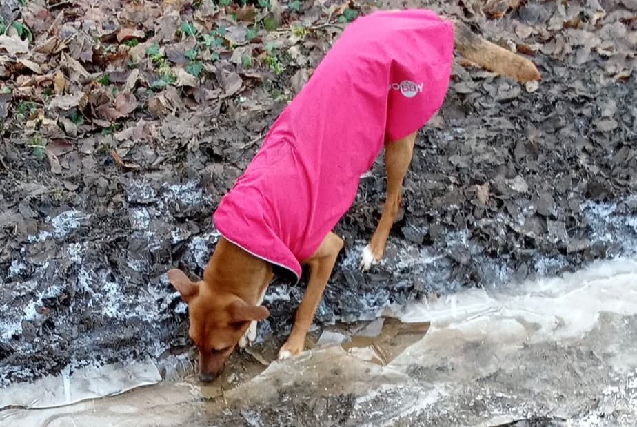 Verdwijningsalarm Hond rassenvermenging Vrouwtje , 2 jaar Houdemont Frankrijk