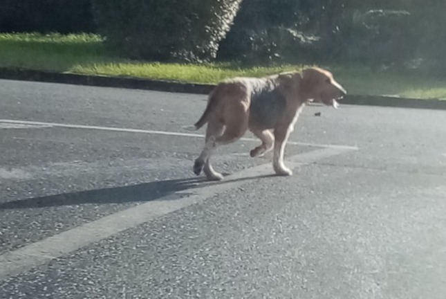 Ontdekkingsalarm Hond rassenvermenging Onbekend Lussac-les-Châteaux Frankrijk