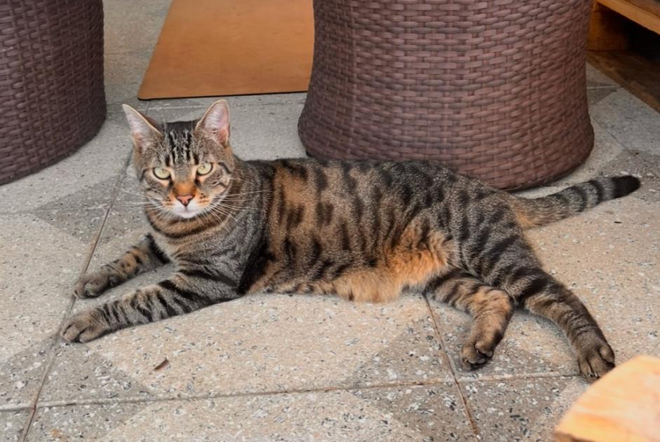 Verdwijningsalarm Kat  Mannetje , 4 jaar Villars-sur-Glâne Zwitserland