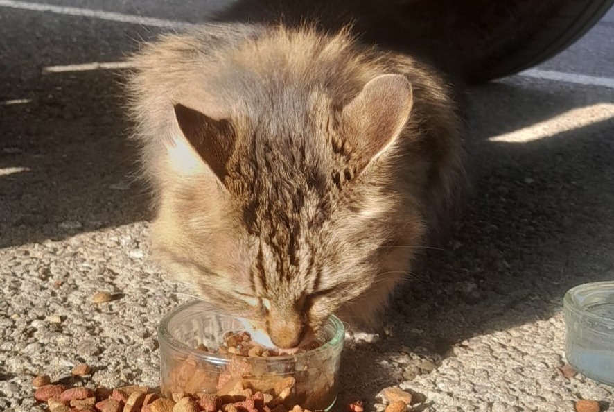 Ontdekkingsalarm Kat Onbekend Nîmes Frankrijk