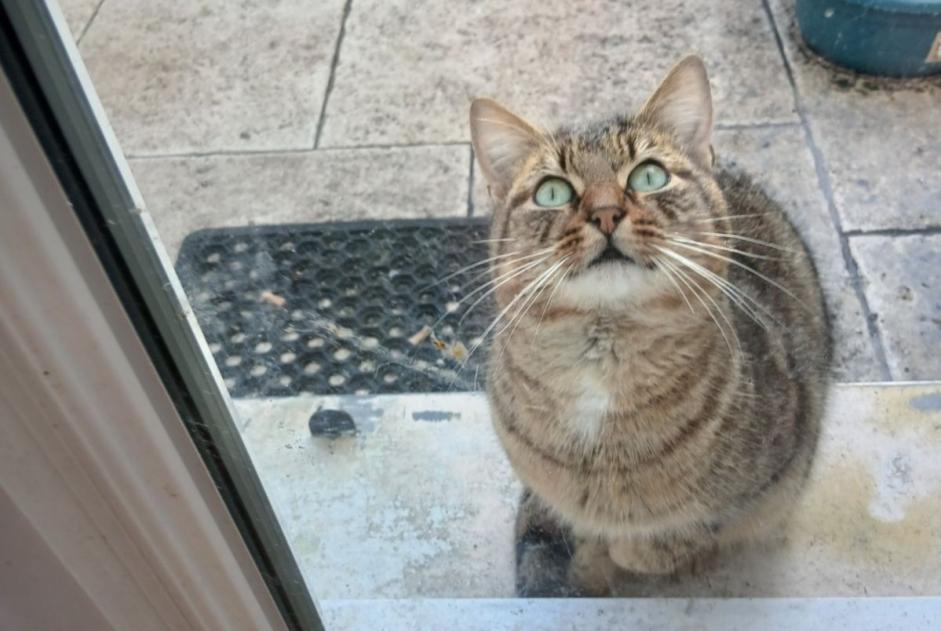 Ontdekkingsalarm Kat Mannetje Émerainville Frankrijk