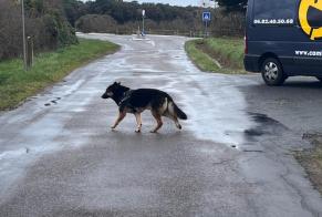 Ontdekkingsalarm Hond  Onbekend Les Sables-d'Olonne Frankrijk