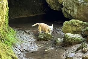 Verdwijningsalarm Hond  Mannetje , 15 jaar Pully Zwitserland