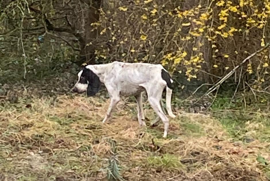 Ontdekkingsalarm Hond Onbekend Cuzieu Frankrijk