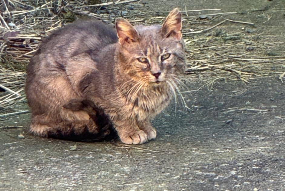 Ontdekkingsalarm Kat Onbekend Caudry Frankrijk