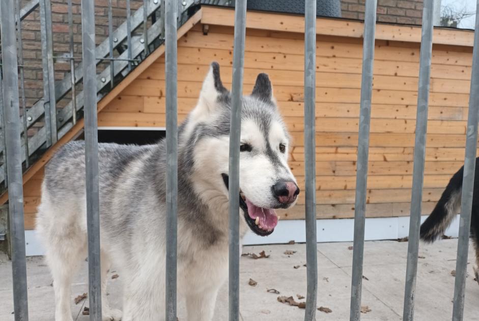 Ontdekkingsalarm Hond  Mannetje Durbuy België