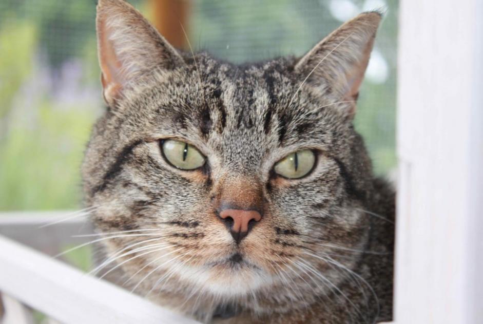 Alerta desaparecimento Gato cruzamento Macho , 10 anos Cottens Switzerland