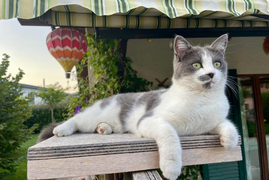 Alerta desaparecimento Gato cruzamento Fêmea , 2 anos Collombey-Muraz Switzerland