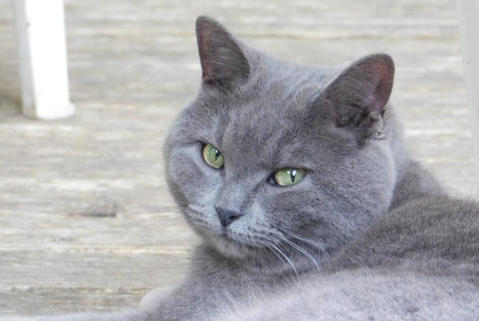 Alerta desaparecimento Gato cruzamento Fêmea , 8 anos Cheyres-Châbles Switzerland