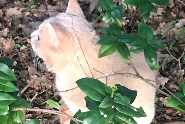 Alerta desaparecimento Gato cruzamento Macho , 1 anos Le Cannet-des-Maures France