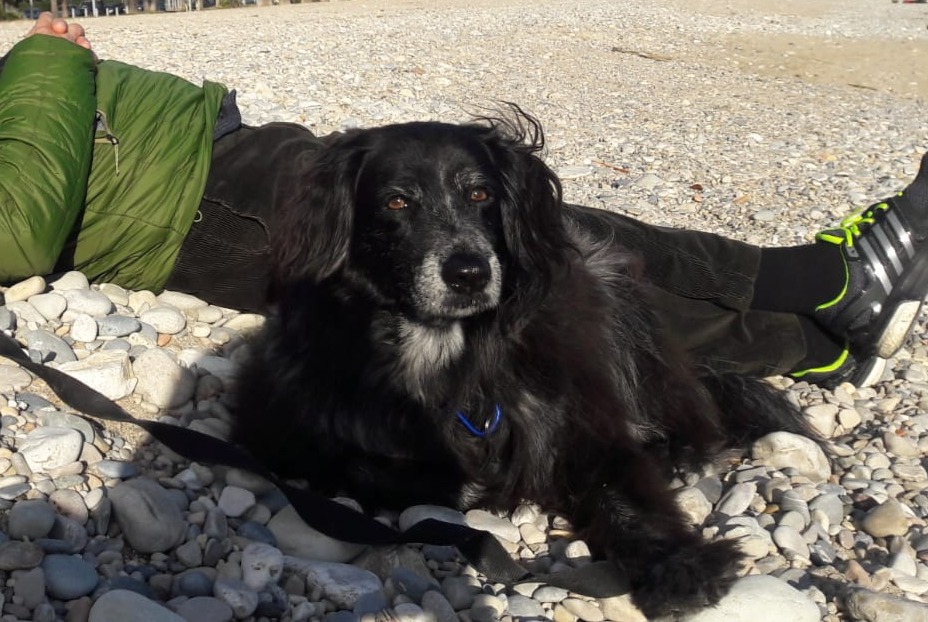 Alerta desaparecimento Cão  Fêmea , 12 anos Villeneuve-Loubet France