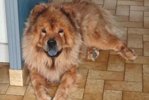 Alerta desaparecimento Cão  Macho , 12 anos Tonquédec France