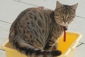 Alerta desaparecimento Gato  Fêmea , 3 anos Saint-Hilaire-Cusson-la-Valmitte France
