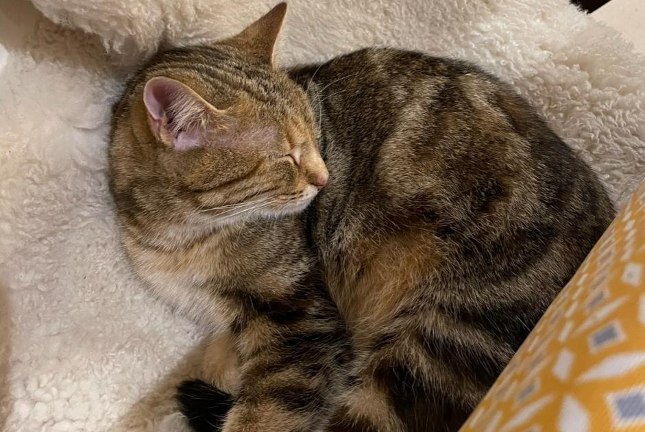 Alerta desaparecimento Gato Fêmea , 3 anos Mouen France