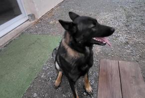 Alerta desaparecimento Cão  Macho , 2 anos Joué-du-Bois France