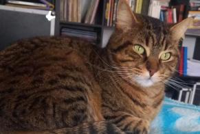 Alerta desaparecimento Gato  Macho , 5 anos Hasparren France