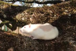 Alerta desaparecimento Outro rat Macho , 2024 anos Le Bourget-du-Lac France