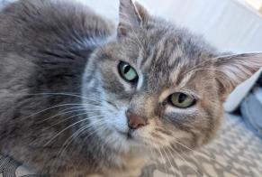 Alerta desaparecimento Gato  Fêmea , 16 anos Bourges France